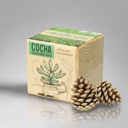 Набор для выращивания Экокуб Classic Сосна обыкновенная